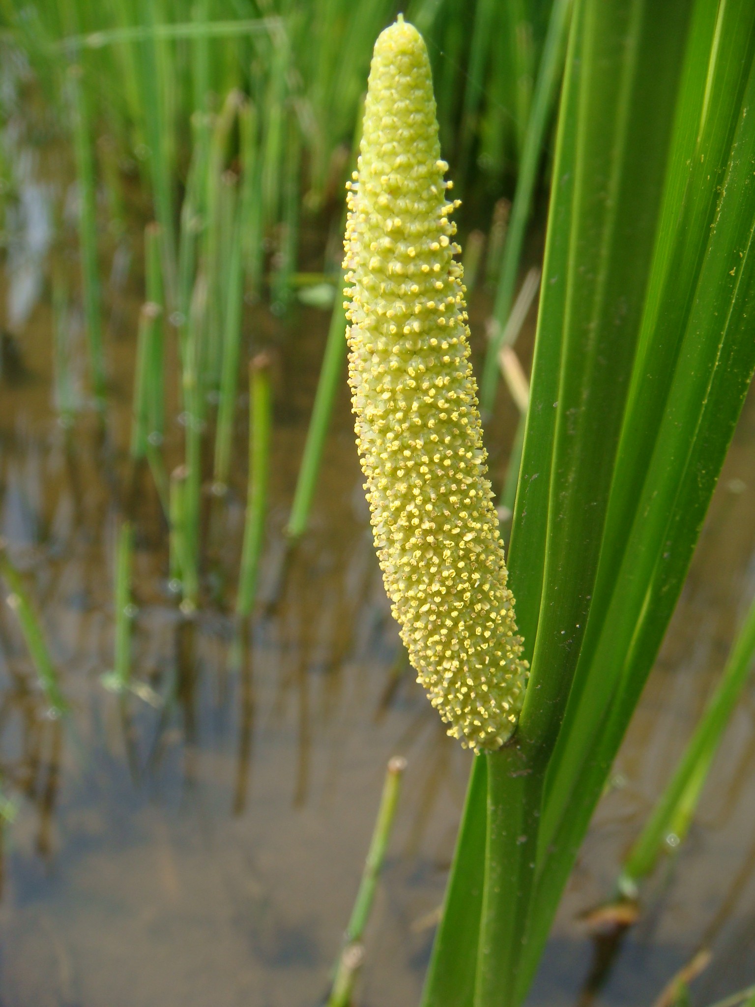 Acorus calamus L.